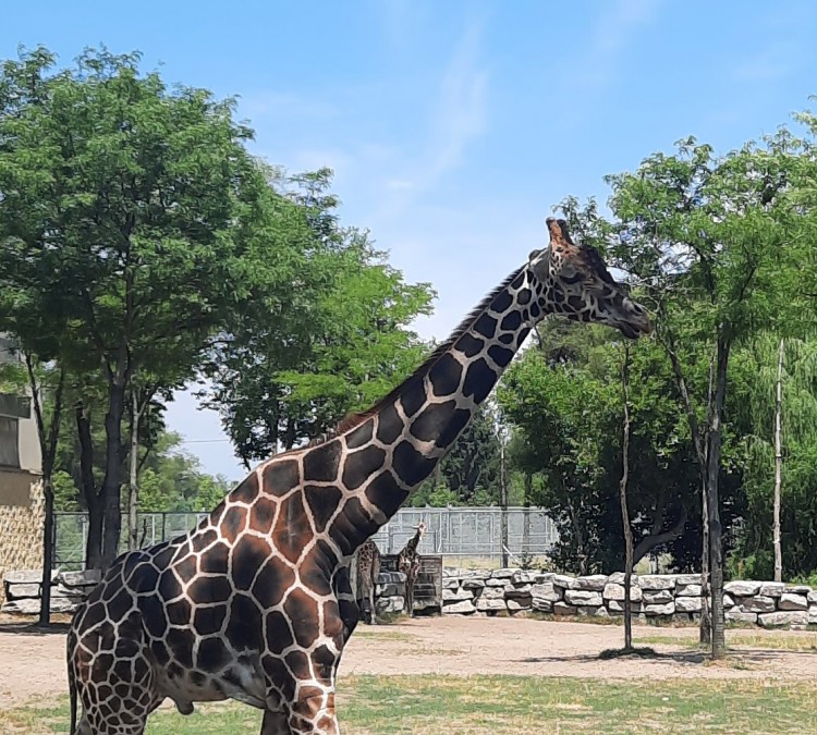 Detroit Zoo (Royal&nbspOak,&nbspMI)